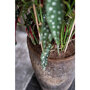Pottery Pots Oyster Dax ronde plantenbak hoog bruin detail